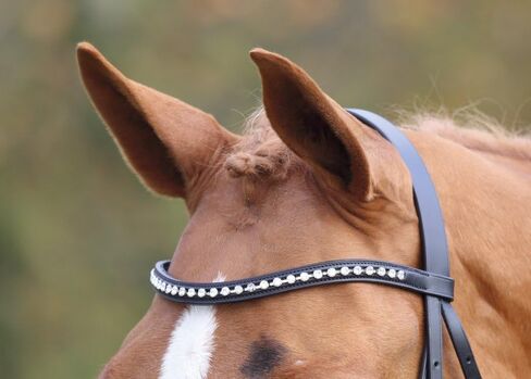 Shires Aviemore شريط الحواجب الماسي الكبير in Saudi Arabia