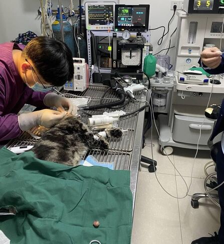 Veterinär-Tiere überwachen großen Bildschirm 6 Parameter Tierarzt Veterinär-Patienten Monitor، Multi-Arbeitsmodi Veterinär gesundheits überwachung Vital Zeichen Maschine in Kuwait