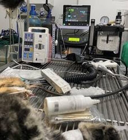Veterinär-Tiere überwachen großen Bildschirm 6 Parameter Tierarzt Veterinär-Patienten Monitor، Multi-Arbeitsmodi Veterinär gesundheits überwachung Vital Zeichen Maschine in Kuwait