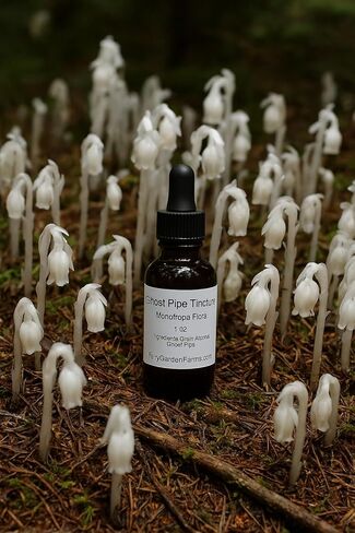 Ghost Pipe Tincture 4pipe/Ounce Extra Strength Strong Monotropa Flora, 1/2 oz, Fairy Garden Farms in Saudi Arabia