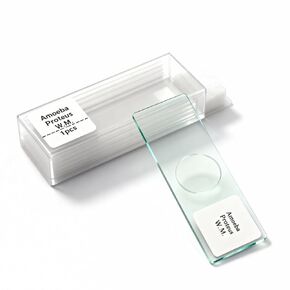 Amoeba Proteus Whole Mount Prepared Microscope Slides, 1pcs Amoeba Slide Shows Nucleus, Cytoplasm and The Cell Membrane in Saudi Arabia