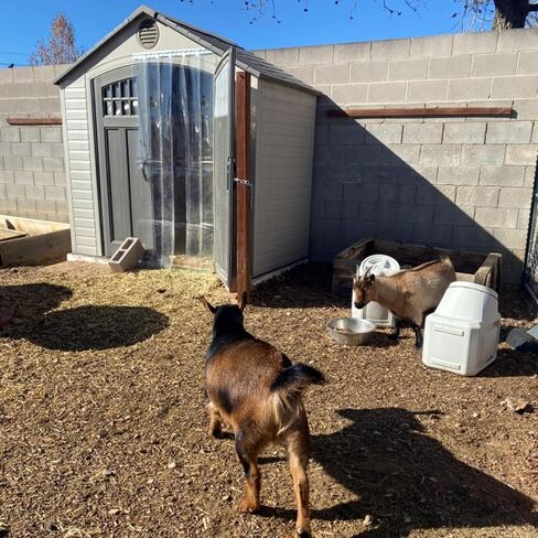 شرائط بلاستيكية شفافة ستائر الفريزر بسمك 0.06 بوصة من الفينيل شرائط الأبواب البلاستيكية طقم ستائر شريطية للمرآب والفريزر والمبرد والأبواب التجارية للمستودعات (135 × 350 سم / 53.15 × 137.8 بوصة) in Kuwait