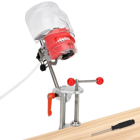 Dental Training Manikin with 32 Removable Teeth, Phantom Head Model with Bench Mount, Head Base, Face Mask & Typodont, Ideal for Simulation, Practice, Teaching & Demonstration Use in Kuwait