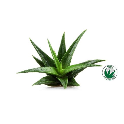 Frela 100% Pure Organic Aloe Vera Pulp, 12 Ounce in Saudi Arabia