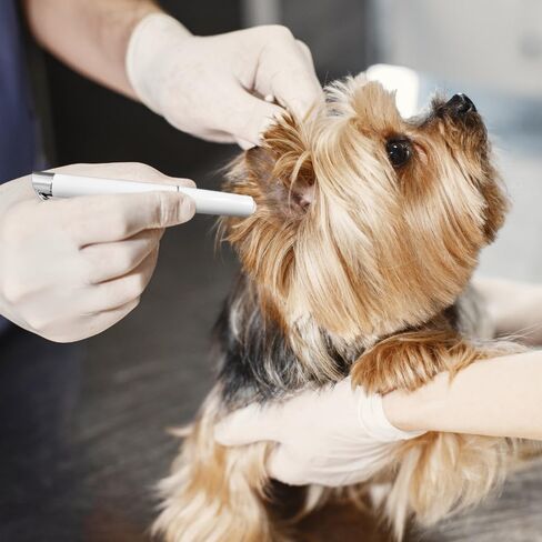 قلم أبيض طبي عالي الكثافة من BV قابل لإعادة الاستخدام، 6 عبوات in Kuwait