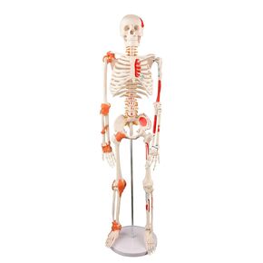 Human Skeleton Model, 34" Half Life Size Skeleton Replica with Spinal Nerves, Muscle Insertion and Origin Points, Includes Joint Ligaments on Right Side for Human Anatomy Study