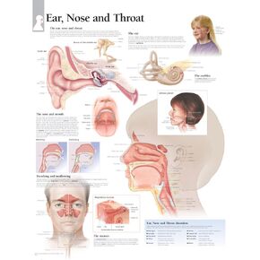 Ear, Nose & Throat chart: Wall Chart