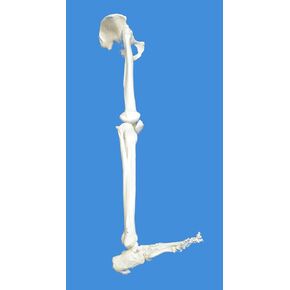 Wellden Medical Anatomical Human Lower Limb Skeleton Model, Life Size