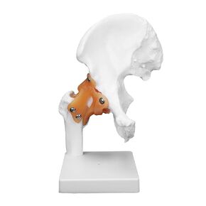 Human Hip Joint Model with Ligaments, Ligament Bone Anatomical Model Professional Hip Bone Model Human Hip Joint Model Hip Joint Teaching Skeleton Bone Model for Classroom Education & Medical Training