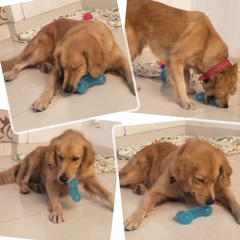 Squeaky Dog Toy Bone Shape, TPR Bouncy Ball, Teeth Cleaning, Length 16.0cm, for Medium to Medium-Large Sized Dogs,Random Color – Pack of 3 in Kuwait