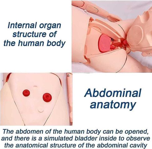 Patient Care Manikin, 5.57ft CPR Simulator, with Male and Female Interchangeable Organs, for Nursing Training in Saudi Arabia