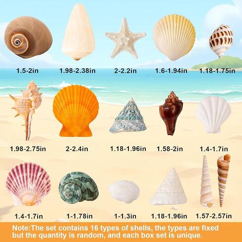 مجموعة أسماك المحيطات المختلطة في البحر ، 15 نوعًا 1.2 "-2.7" أحجام مختلفة من الصدف الطبيعي ونجوم البحر للديكور تحت عنوان الشاطئ ، وحراني DIY ، وحشو المزهرية ، ودبابات الأسماك ، والمنزل ، والزفاف والزخرفة الحفلات in Kuwait