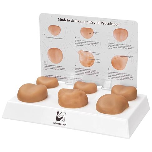 Prostate Palpation Anatomy Model - Male Reproductive System Genital Organ, Adult Male Sagittal Anatomy Model, Silicone Prostate Lesion Training Set for Medical Learning Resources in Kuwait