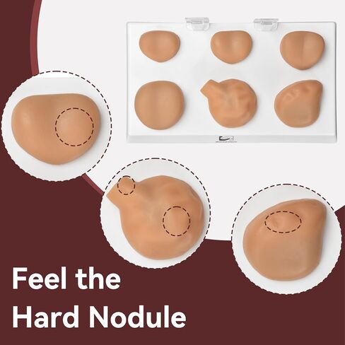 Prostate Palpation Anatomy Model - Male Reproductive System Genital Organ, Adult Male Sagittal Anatomy Model, Silicone Prostate Lesion Training Set for Medical Learning Resources in Kuwait