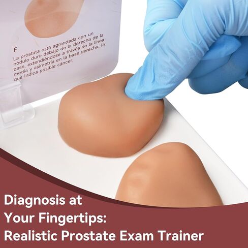 Prostate Palpation Anatomy Model - Male Reproductive System Genital Organ, Adult Male Sagittal Anatomy Model, Silicone Prostate Lesion Training Set for Medical Learning Resources in Kuwait