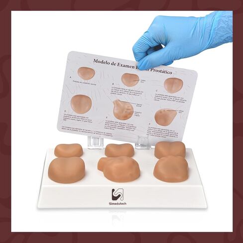 Prostate Palpation Anatomy Model - Male Reproductive System Genital Organ, Adult Male Sagittal Anatomy Model, Silicone Prostate Lesion Training Set for Medical Learning Resources in Kuwait