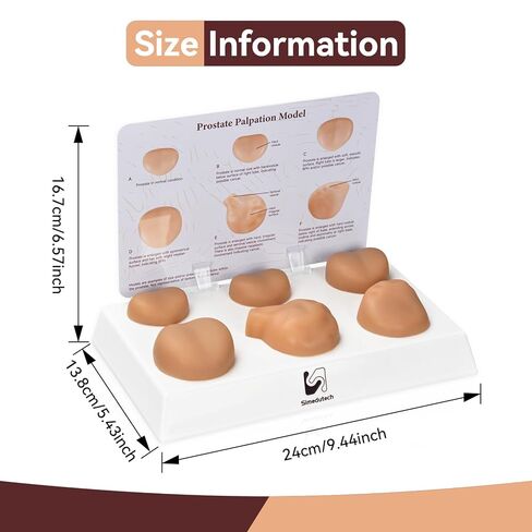 Prostate Palpation Anatomy Model - Male Reproductive System Genital Organ, Adult Male Sagittal Anatomy Model, Silicone Prostate Lesion Training Set for Medical Learning Resources in Kuwait