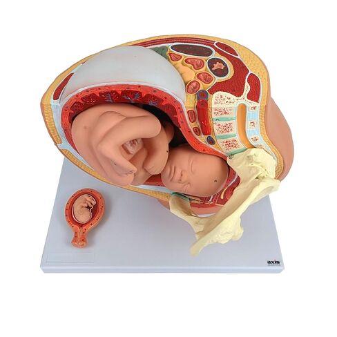 نموذج التشريح العلمي لحوض الحمل - يتضمن نموذج جنين كامل المدة قابل للإزالة، وتشريح المشيمة وأكثر من 40 علامة تشريحية in Kuwait