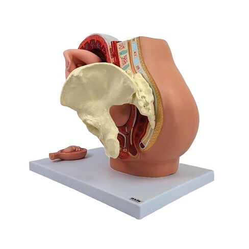 نموذج التشريح العلمي لحوض الحمل - يتضمن نموذج جنين كامل المدة قابل للإزالة، وتشريح المشيمة وأكثر من 40 علامة تشريحية in Kuwait
