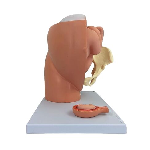 نموذج التشريح العلمي لحوض الحمل - يتضمن نموذج جنين كامل المدة قابل للإزالة، وتشريح المشيمة وأكثر من 40 علامة تشريحية in Kuwait