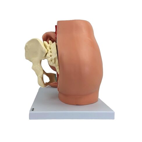 نموذج التشريح العلمي لحوض الحمل - يتضمن نموذج جنين كامل المدة قابل للإزالة، وتشريح المشيمة وأكثر من 40 علامة تشريحية in Kuwait