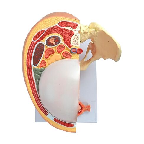 نموذج التشريح العلمي لحوض الحمل - يتضمن نموذج جنين كامل المدة قابل للإزالة، وتشريح المشيمة وأكثر من 40 علامة تشريحية in Kuwait