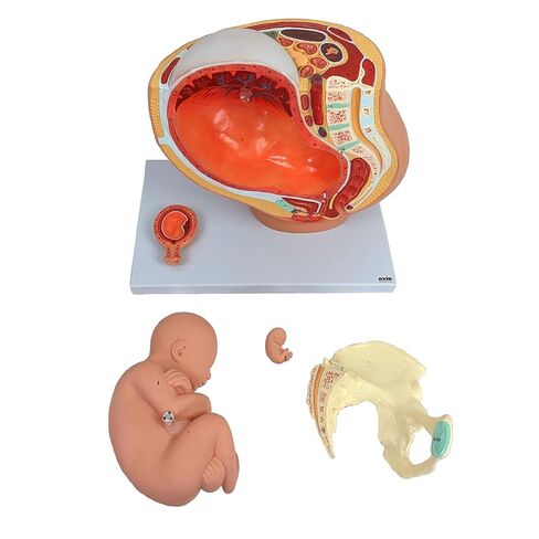 نموذج التشريح العلمي لحوض الحمل - يتضمن نموذج جنين كامل المدة قابل للإزالة، وتشريح المشيمة وأكثر من 40 علامة تشريحية in Kuwait