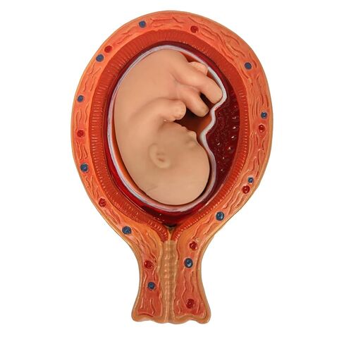 نموذج التشريح العلمي لحوض الحمل - يتضمن نموذج جنين كامل المدة قابل للإزالة، وتشريح المشيمة وأكثر من 40 علامة تشريحية in Kuwait