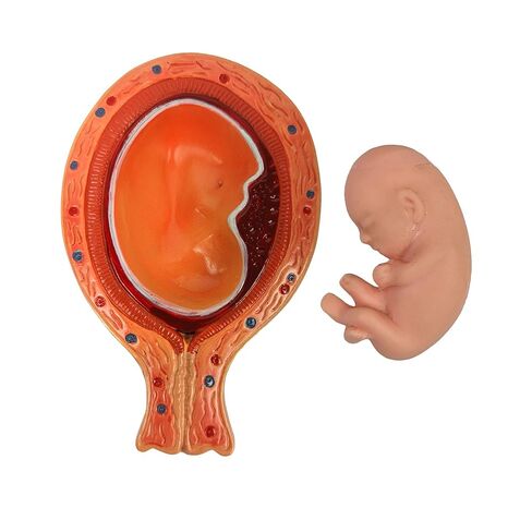 نموذج التشريح العلمي لحوض الحمل - يتضمن نموذج جنين كامل المدة قابل للإزالة، وتشريح المشيمة وأكثر من 40 علامة تشريحية in Kuwait