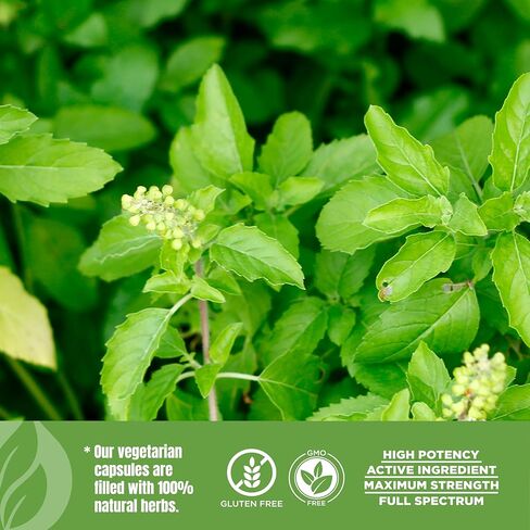 HerbsForever Tulsi (Holy Basil)-Extra Strength (10:1)Extract, Equiv.to 2250mg Leaves Powder Per Serving- Supports Immunity,Respiratory & Stress Relief|Antioxidant|2%Ursolic Acid|60Veg Capsules|750mg in Kuwait