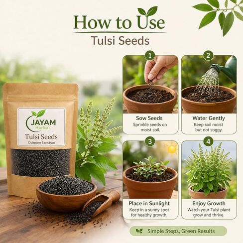 بذور جايام العشبية تولسي (Ocimum Sanctum) - 20 جرام | بذور الريحان المقدسة للبستنة | غير معدل وراثيًا، مناسب للزراعة الداخلية والخارجية in Saudi Arabia