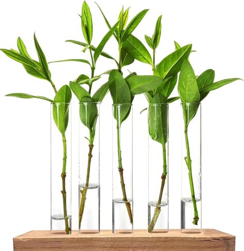 30 قطعة من أنابيب اختبار بلاستيكية شفافة سعة 15 مل لنشر النباتات، مزهريات الزهور المائية، أنابيب سفلية مستديرة للتجارب العلمية، تخزين خرز الحلوى، ديكور جدار المكتب المنزلي (5.9 بوصة، 0.63 بوصة قطر) in Kuwait