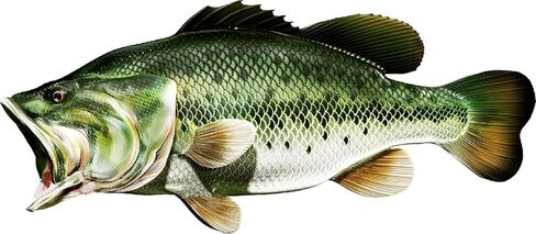 Large Mouth Bass Beautiful Fish Decal | Fishing decal for Boat, Car, Vehicle Truck Etc. | Waterproof Vinyl Sticker | Many Sizes & Styles Available | 12" to 40" By Digital Fish Art (Medium, Position 6) in Saudi Arabia