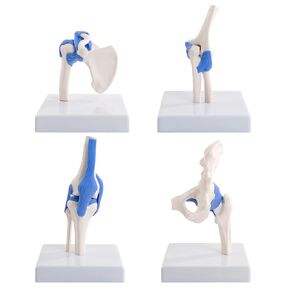 Mini Human Shoulder Elbow Hip Knee Joint Model Set, 1/2 Life Size Human Joint Anatomy Replica Set of Shoulder Knee Hip & Elbow Joints for Medical Classroom PT Chiropractic & Student Study in Kuwait