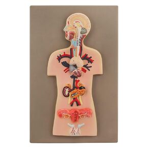 Eisco Labs Human Endocrine System Anatomical Model, Miniature Size - Cross Section, Approx. 15"x10" in Kuwait
