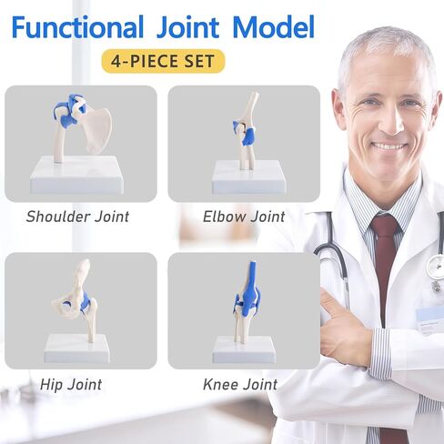 Mini Human Shoulder Elbow Hip Knee Joint Model Set, 1/2 Life Size Human Joint Anatomy Replica Set of Shoulder Knee Hip & Elbow Joints for Medical Classroom PT Chiropractic & Student Study in Kuwait