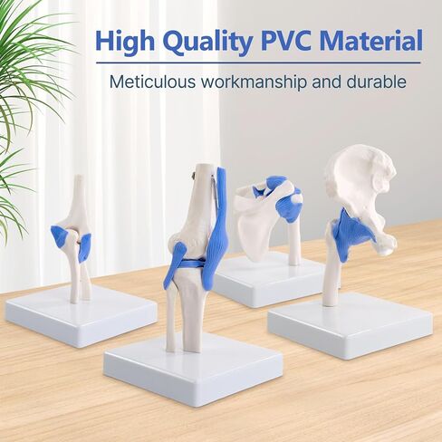 Mini Human Shoulder Elbow Hip Knee Joint Model Set, 1/2 Life Size Human Joint Anatomy Replica Set of Shoulder Knee Hip & Elbow Joints for Medical Classroom PT Chiropractic & Student Study in Kuwait