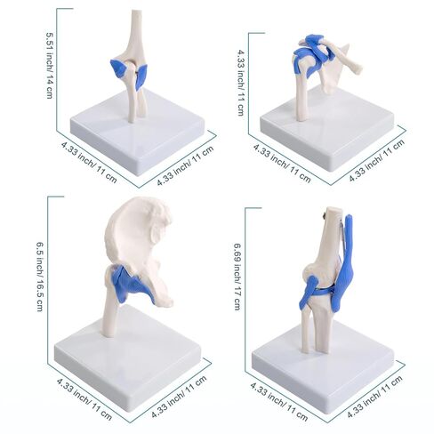 Mini Human Shoulder Elbow Hip Knee Joint Model Set, 1/2 Life Size Human Joint Anatomy Replica Set of Shoulder Knee Hip & Elbow Joints for Medical Classroom PT Chiropractic & Student Study in Kuwait