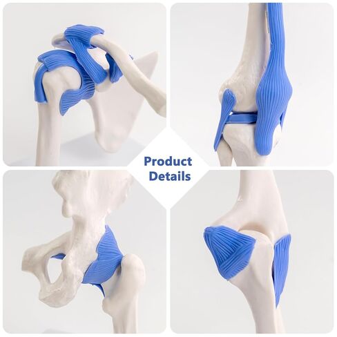 Mini Human Shoulder Elbow Hip Knee Joint Model Set, 1/2 Life Size Human Joint Anatomy Replica Set of Shoulder Knee Hip & Elbow Joints for Medical Classroom PT Chiropractic & Student Study in Kuwait