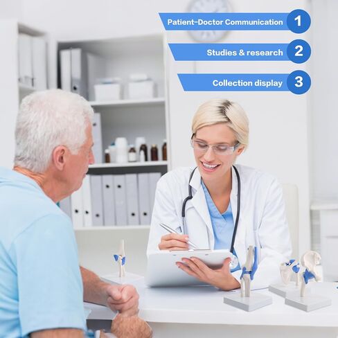 Mini Human Shoulder Elbow Hip Knee Joint Model Set, 1/2 Life Size Human Joint Anatomy Replica Set of Shoulder Knee Hip & Elbow Joints for Medical Classroom PT Chiropractic & Student Study in Kuwait