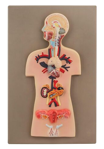 Eisco Labs Human Endocrine System Anatomical Model, Miniature Size - Cross Section, Approx. 15"x10" in Kuwait