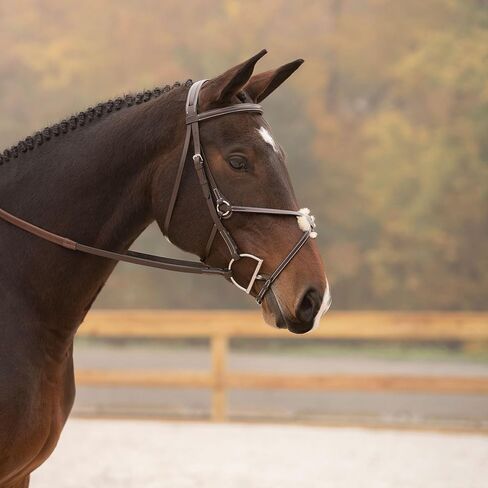 Black Oak "Cedar" Figure 8 Bridle in Kuwait
