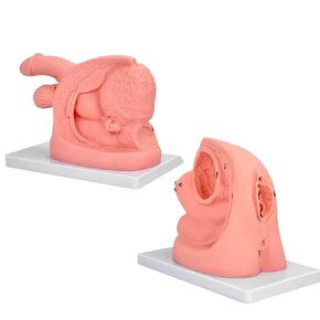 Male Female Urethral Catheterization Training Simulator Model – Simplified Urinary Insertion Model with Male Female Internal and External Genital Anatomy for Medical Training (Kits) in Kuwait