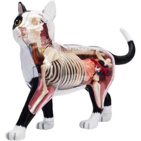 4D Vision Cat Anatomy Model, 28 Detachable Organs and Body Parts, Animal Veterinary Training for Animal Teaching Demonstration Cat Model Anatomy Tool. in Saudi Arabia