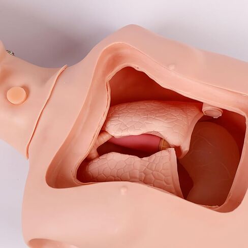 Intubation Gastric Tube Model Multifunctional Training Manikin Advanced Nasogastric Tube and Trachea Care Model for Nurse and Medical Students in Kuwait