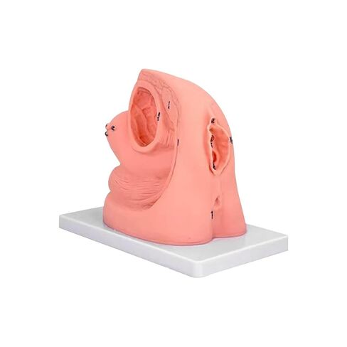 Male Female Urethral Catheterization Training Simulator Model – Simplified Urinary Insertion Model with Male Female Internal and External Genital Anatomy for Medical Training (Kits) in Kuwait