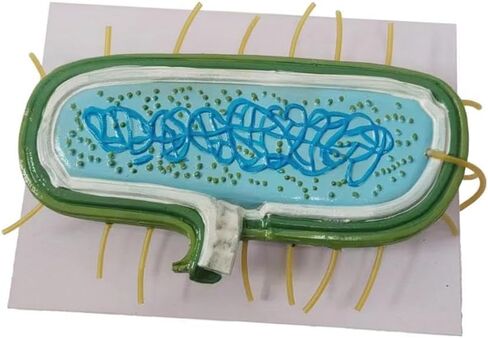 DYNWAVE Anatomy Model, Prokaryotic Bacteria, Cytoplasm Shows Wall, Enlarged Model for Teachers, Biology Class in Saudi Arabia