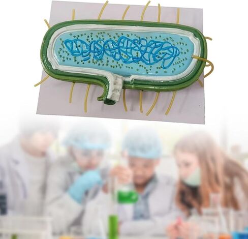DYNWAVE Anatomy Model, Prokaryotic Bacteria, Cytoplasm Shows Wall, Enlarged Model for Teachers, Biology Class in Saudi Arabia