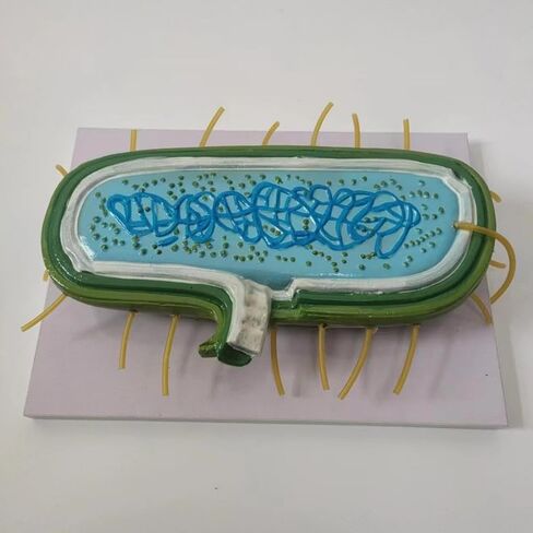 DYNWAVE Anatomy Model, Prokaryotic Bacteria, Cytoplasm Shows Wall, Enlarged Model for Teachers, Biology Class in Saudi Arabia