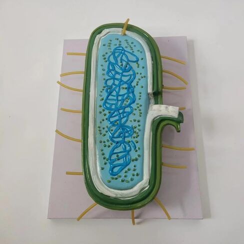 DYNWAVE Anatomy Model, Prokaryotic Bacteria, Cytoplasm Shows Wall, Enlarged Model for Teachers, Biology Class in Saudi Arabia